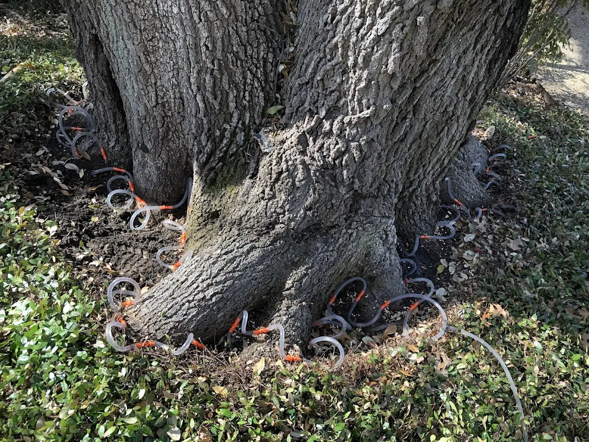Detailed Tree Cabling and Bracing job site in Gorum