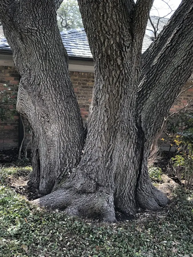Mature heritage tree close to a Gorum property cared for by certified arborists